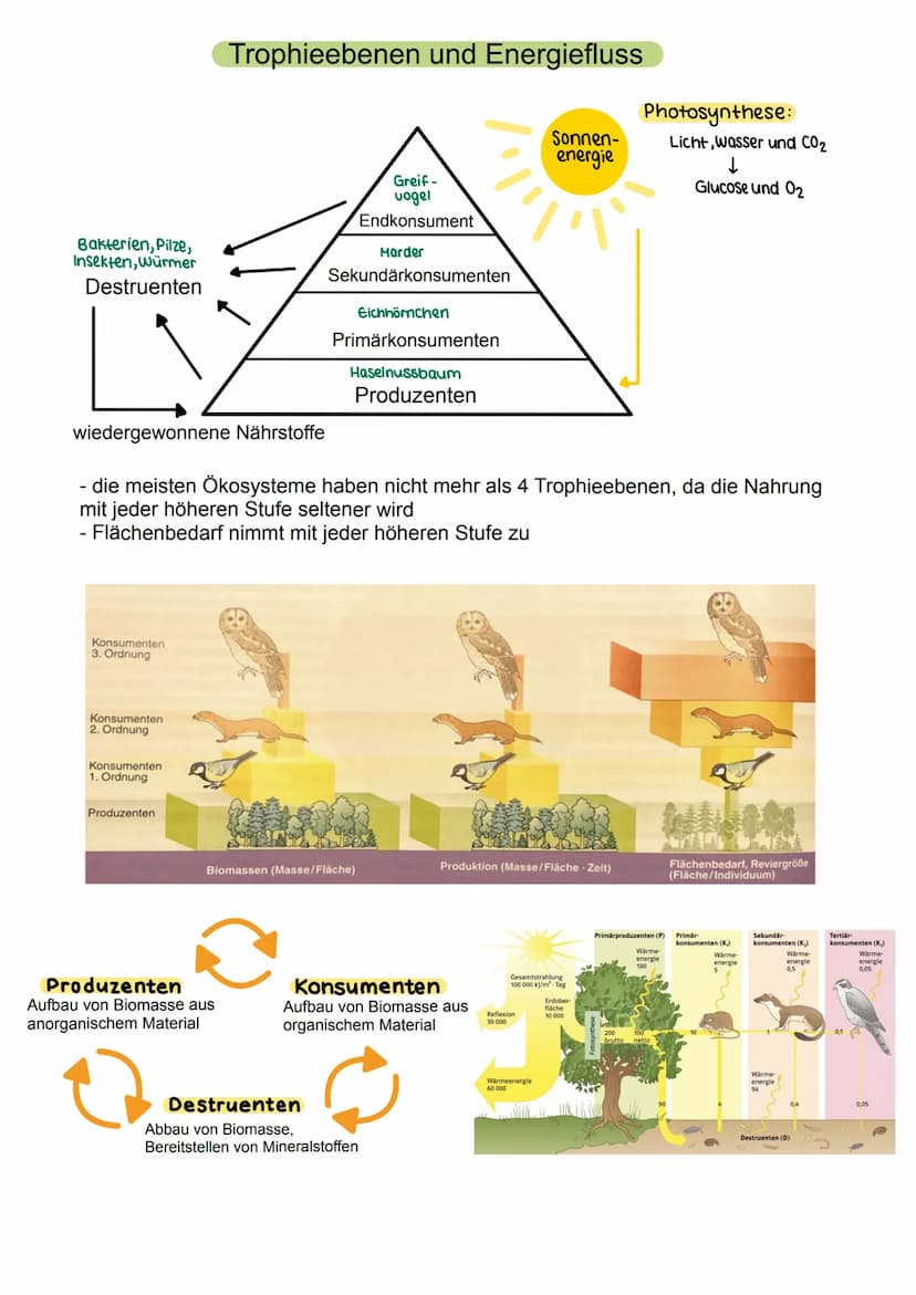 Abiotische Faktoren
- Einflüsse der unbelebten Umwelt, die auf ein Individuum einwirken
- Temperatur
- Licht
- Luftdruck
- Wetter (Niedersch