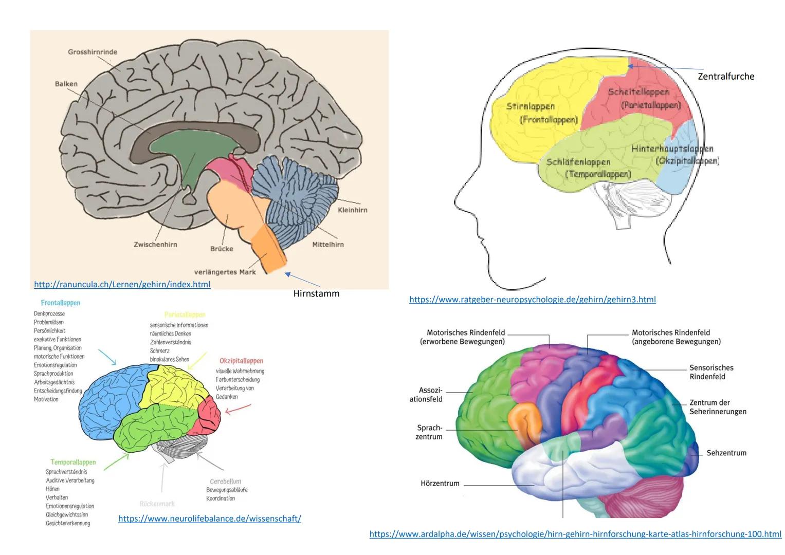# Struktur
80% des ganzen Gehirnvolumens
Es gibt linke und rechte
Hälfte → Hemisphären
Durch Einfurchungen stark
vergrößert
Äußere Schicht b