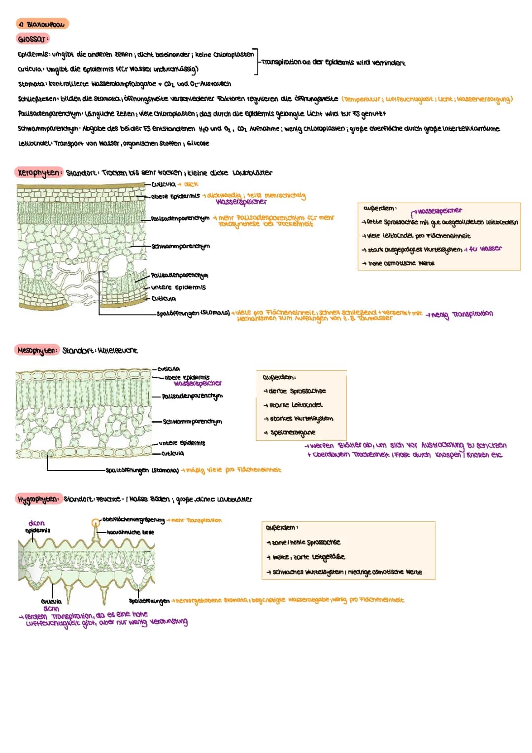 Blattaufbau Xerophyten, Mesophyten, Hygrophyten 