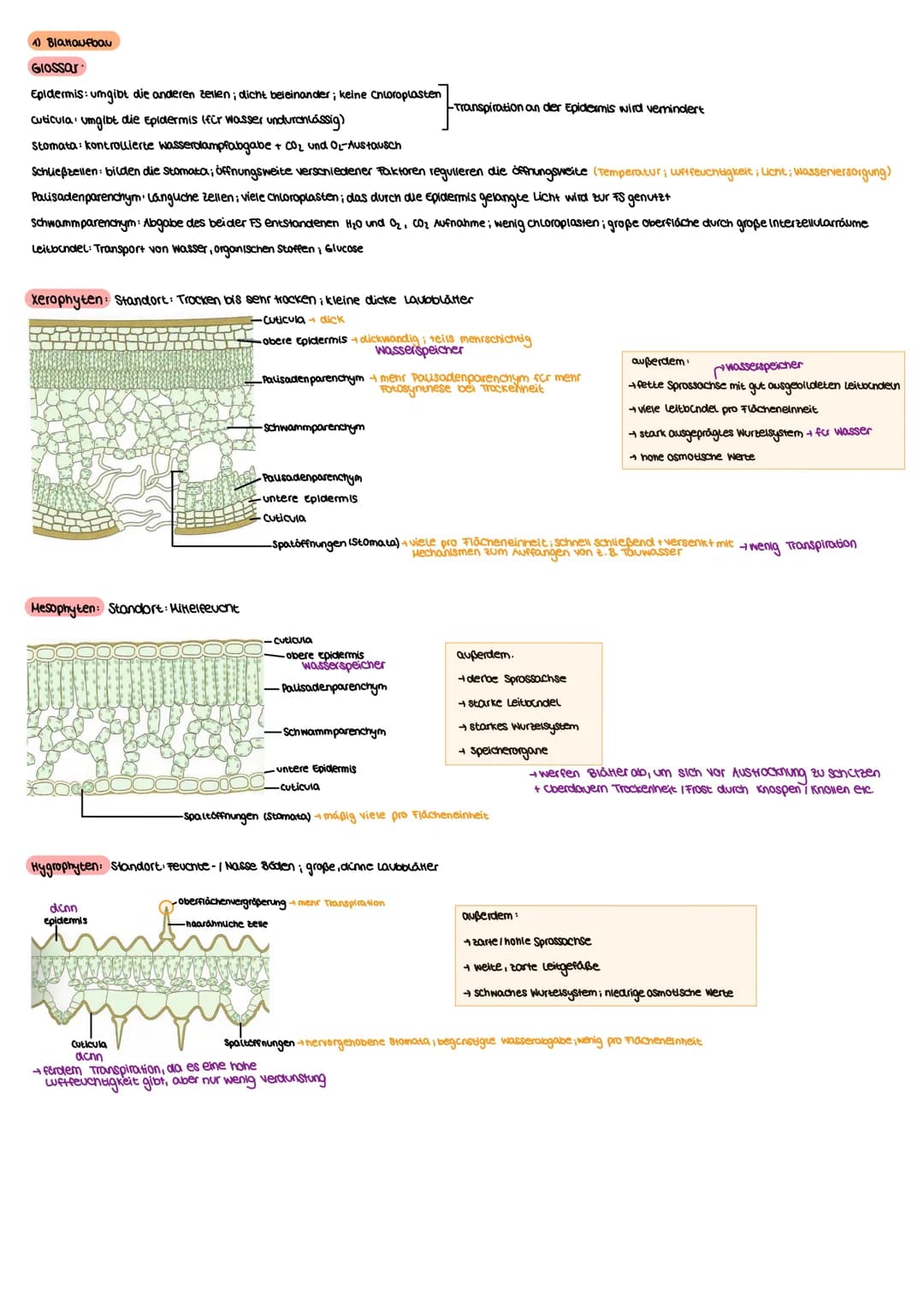 4) Blataufbau
Glossar
Epidermis: umgibt die anderen zellen; dicht beieinander; keine Chloroplasten
Cuticula: umgibt die Epidermis (für Wasse