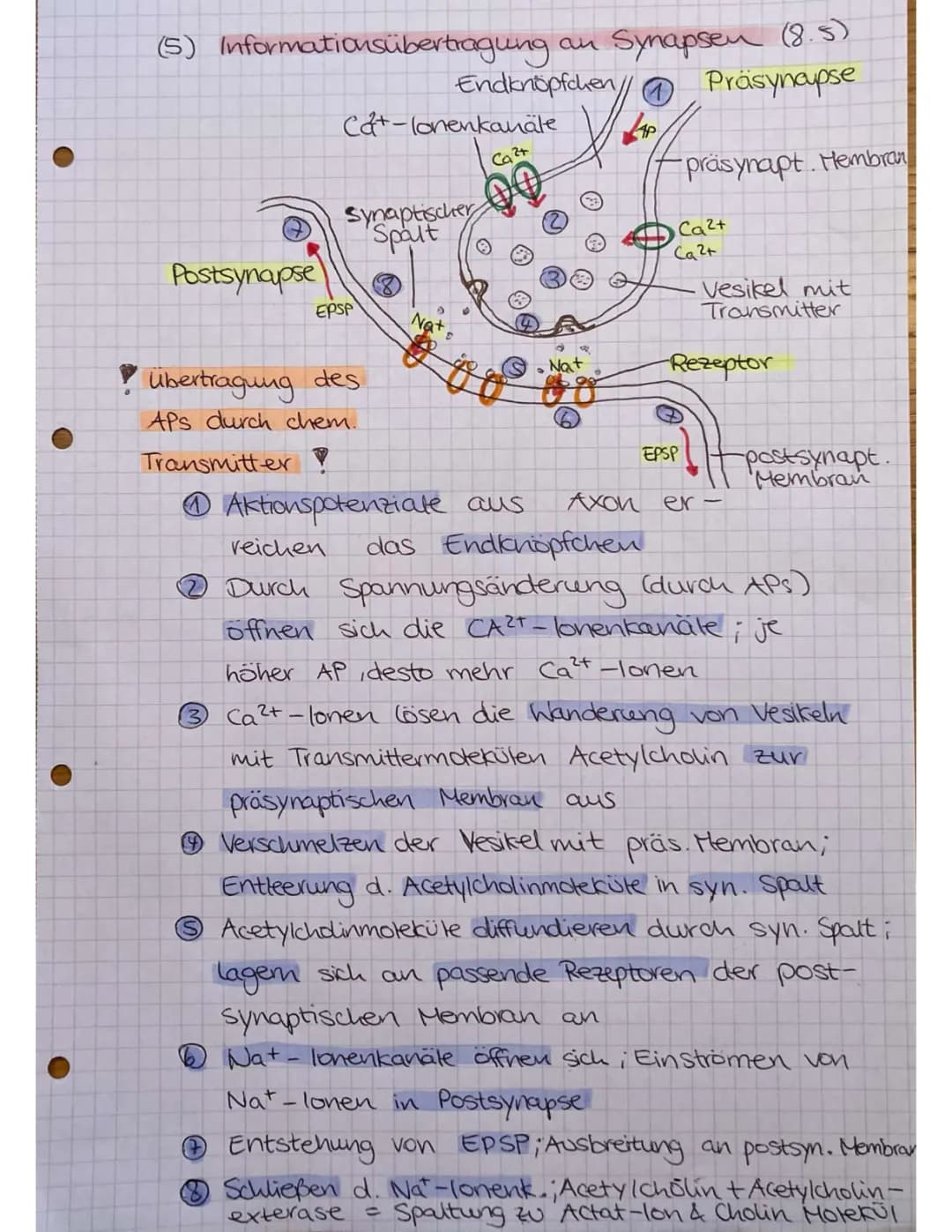 Informationsübertragung an Synapsen 
