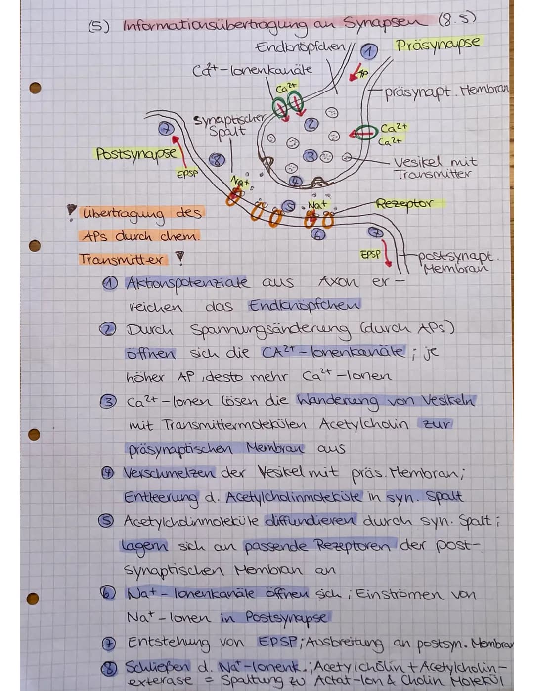 (5) Informationsübertragung
Postsynapse
Cat-lonenkanäle
1₂.
Synaptischer
Spalt
EPSP
! Übertragung des
APS durch chem.
Transmitter !
an Synap
