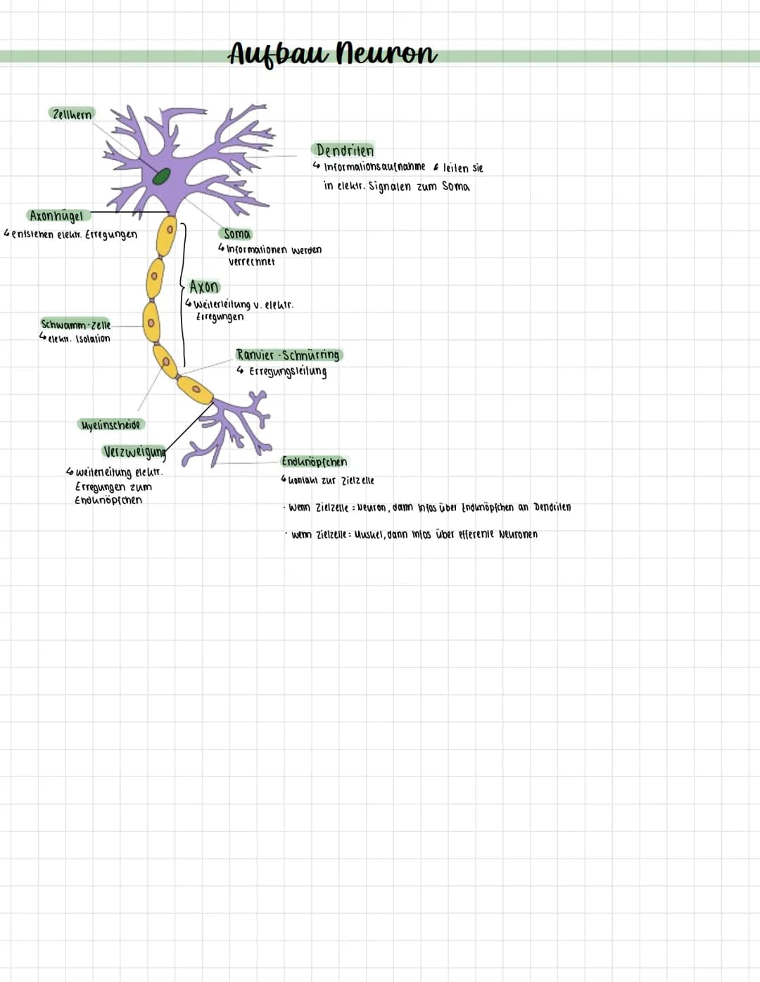 Zellhern
Axon hügel
Gentstehen elektr. Erregungen
Schwamm-Zelle.
4elek. Isolation
Myelinscheide
0
Aufbau neuron
TY
Verzweigung
4 weiterleitu