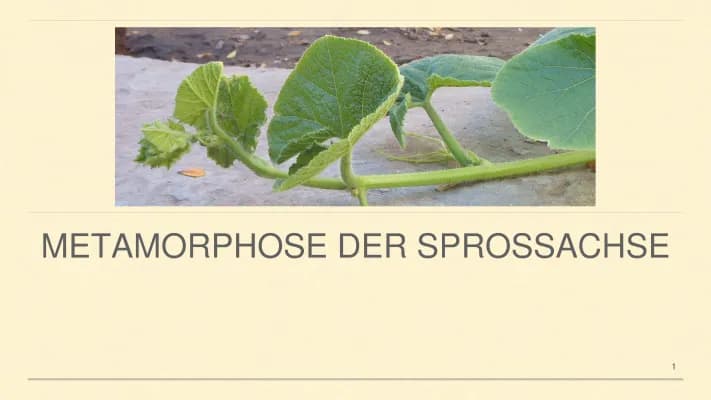 Know Metamorphose der Sprossachse thumbnail