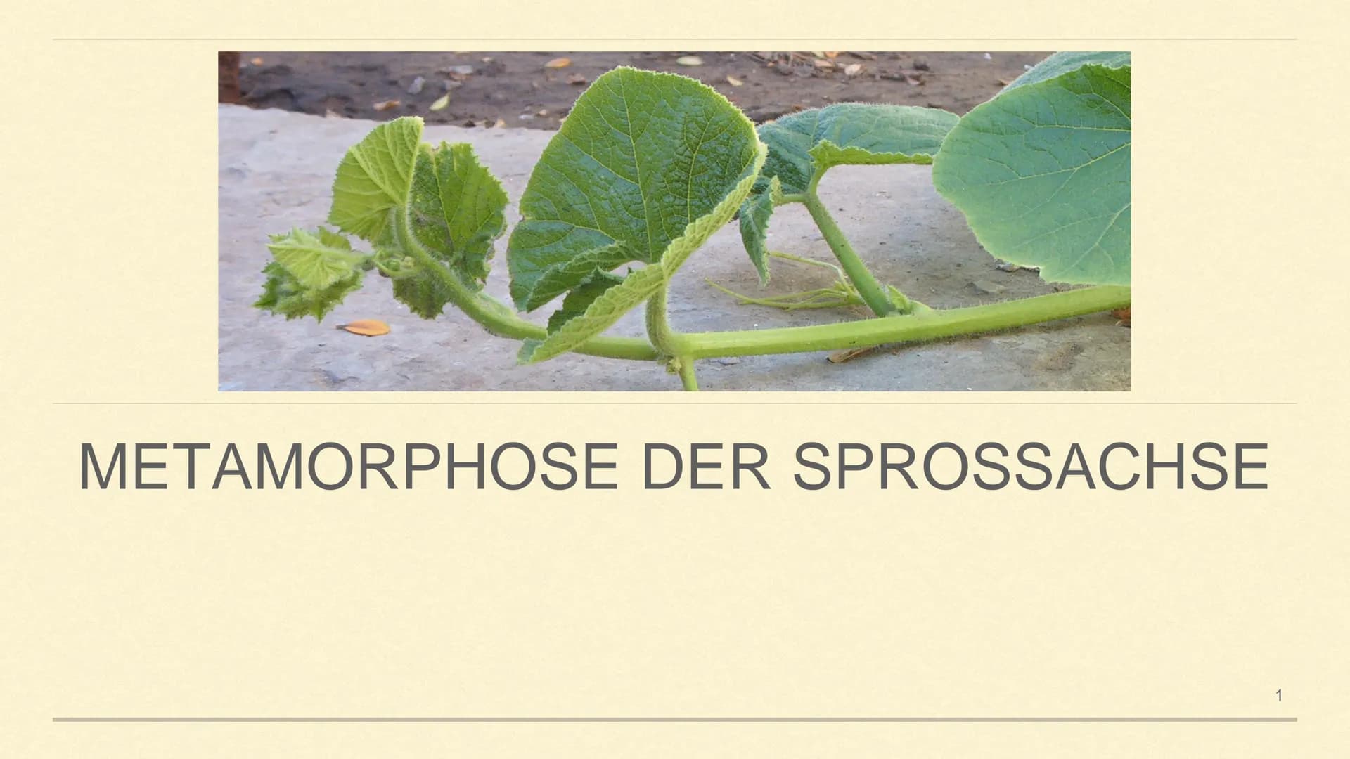 METAMORPHOSE DER SPROSSACHSE
1 GLIEDERUNG
1. Sprossachse
2. Was ist Metamorphose?
3. Was ist Metamorphose der
Sprossachse?
4. Funktion und A