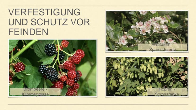 METAMORPHOSE DER SPROSSACHSE
1 GLIEDERUNG
1. Sprossachse
2. Was ist Metamorphose?
3. Was ist Metamorphose der
Sprossachse?
4. Funktion und A