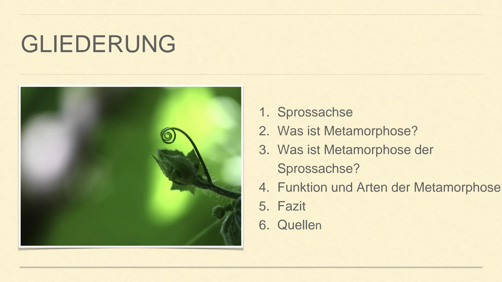 METAMORPHOSE DER SPROSSACHSE
1 GLIEDERUNG
1. Sprossachse
2. Was ist Metamorphose?
3. Was ist Metamorphose der
Sprossachse?
4. Funktion und A