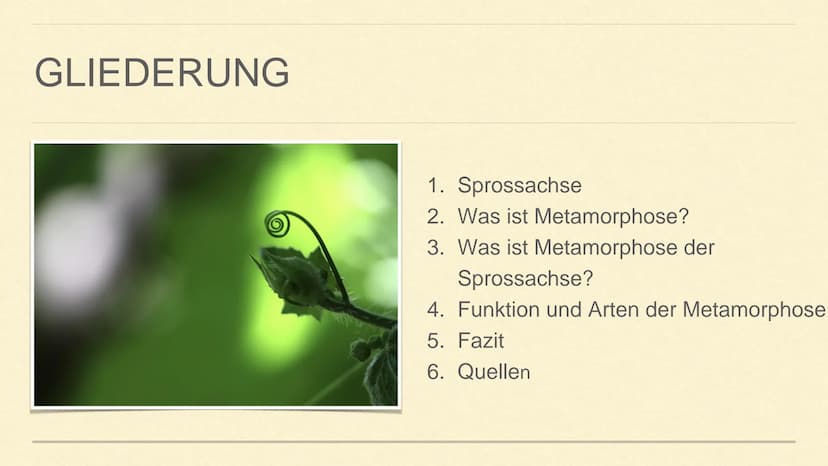 METAMORPHOSE DER SPROSSACHSE
1 GLIEDERUNG
1. Sprossachse
2. Was ist Metamorphose?
3. Was ist Metamorphose der
Sprossachse?
4. Funktion und A