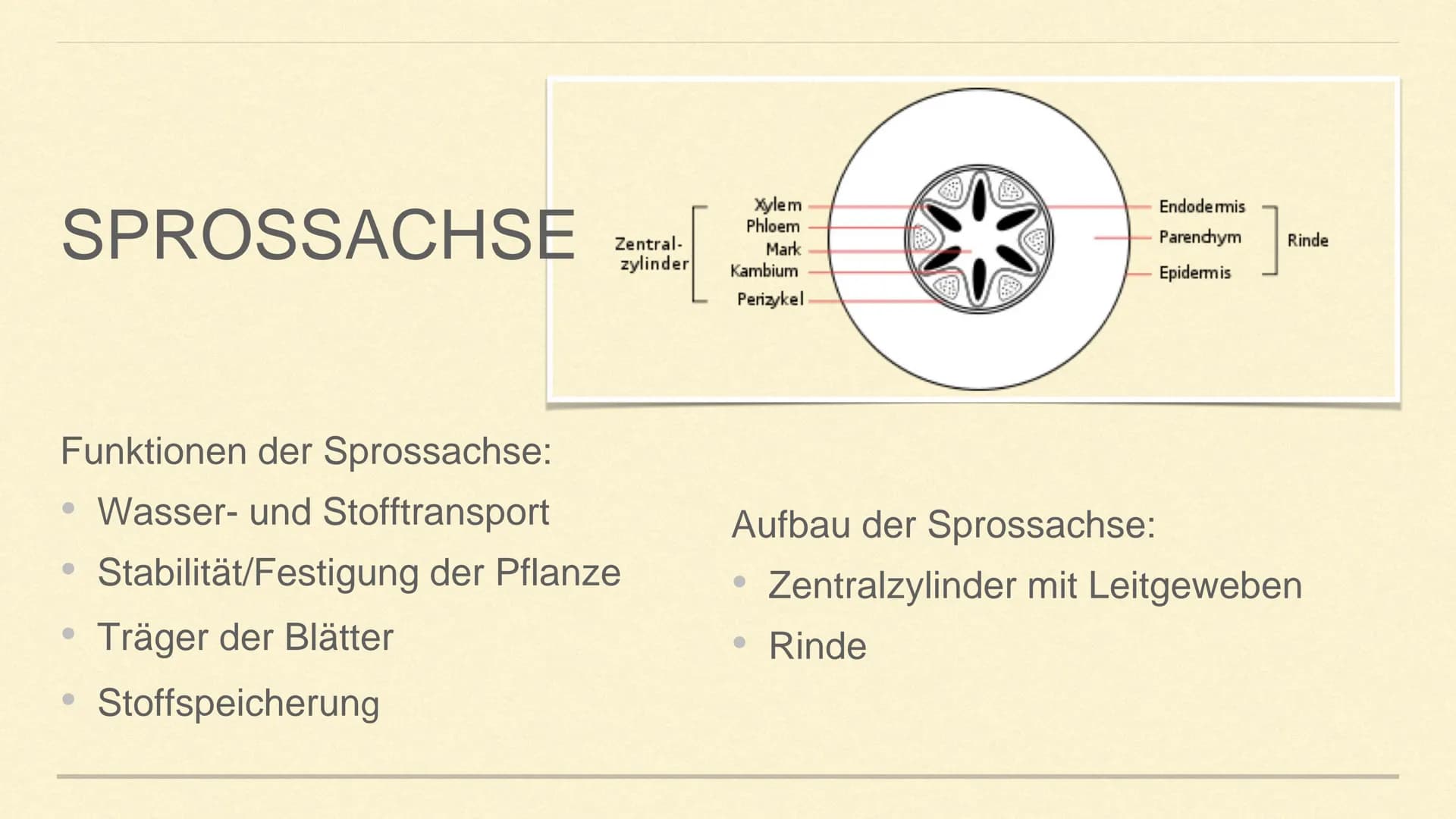 METAMORPHOSE DER SPROSSACHSE
1 GLIEDERUNG
1. Sprossachse
2. Was ist Metamorphose?
3. Was ist Metamorphose der
Sprossachse?
4. Funktion und A