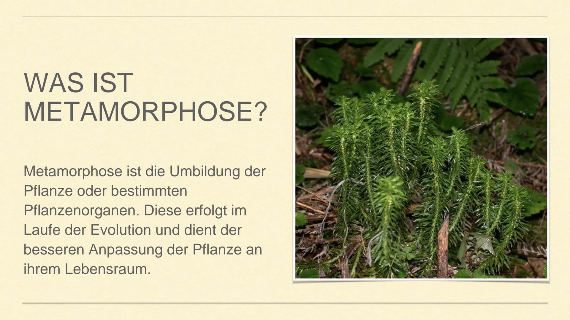 METAMORPHOSE DER SPROSSACHSE
1 GLIEDERUNG
1. Sprossachse
2. Was ist Metamorphose?
3. Was ist Metamorphose der
Sprossachse?
4. Funktion und A
