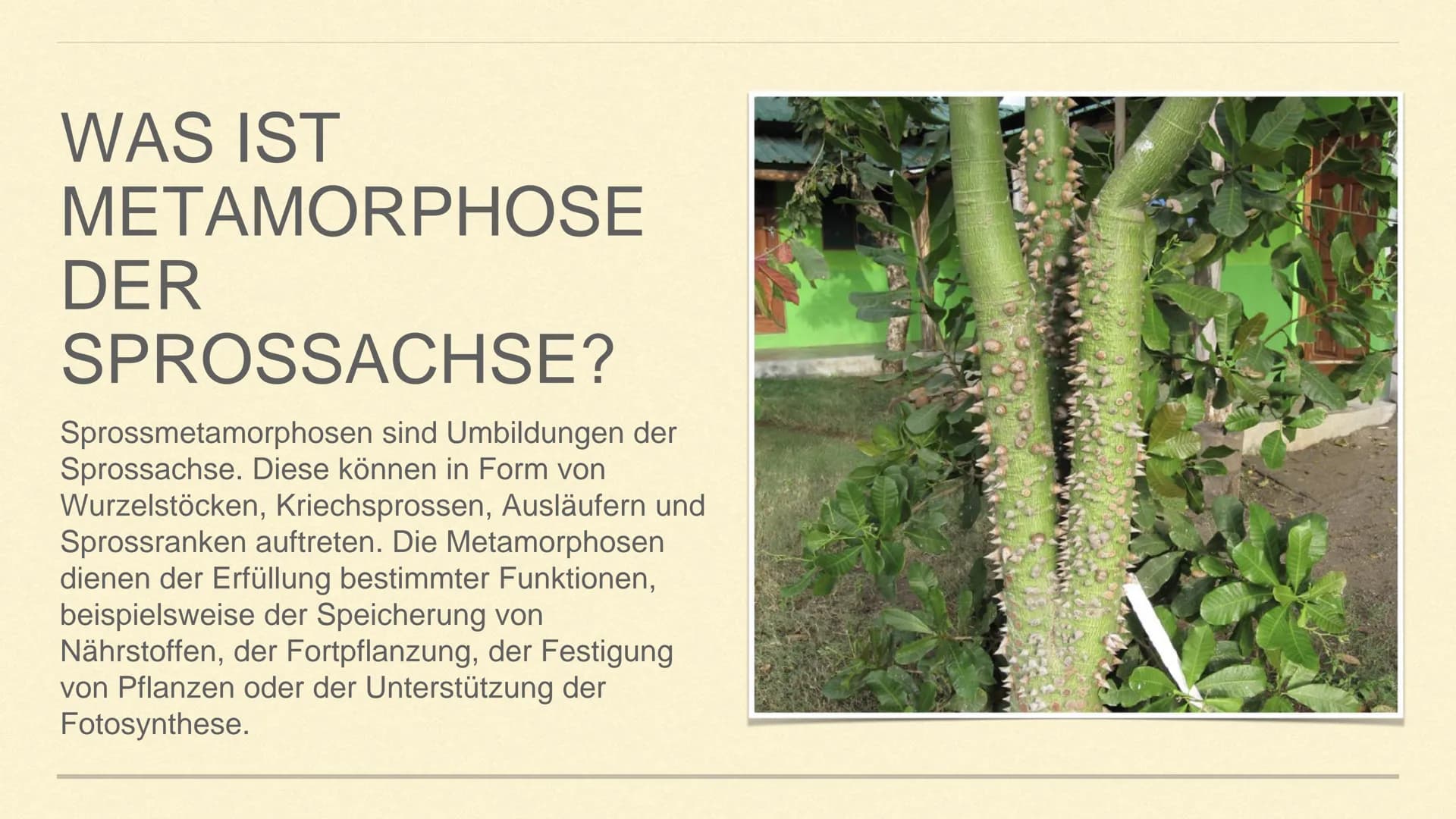 METAMORPHOSE DER SPROSSACHSE
1 GLIEDERUNG
1. Sprossachse
2. Was ist Metamorphose?
3. Was ist Metamorphose der
Sprossachse?
4. Funktion und A