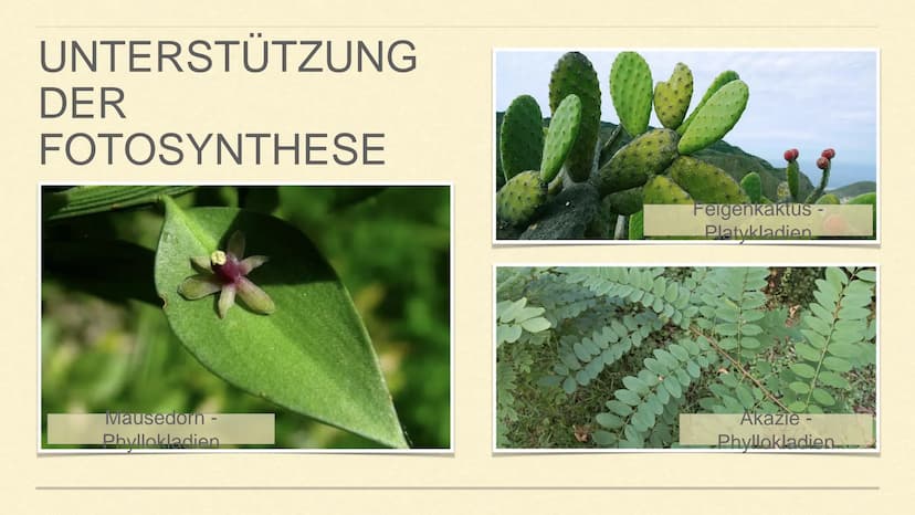 METAMORPHOSE DER SPROSSACHSE
1 GLIEDERUNG
1. Sprossachse
2. Was ist Metamorphose?
3. Was ist Metamorphose der
Sprossachse?
4. Funktion und A
