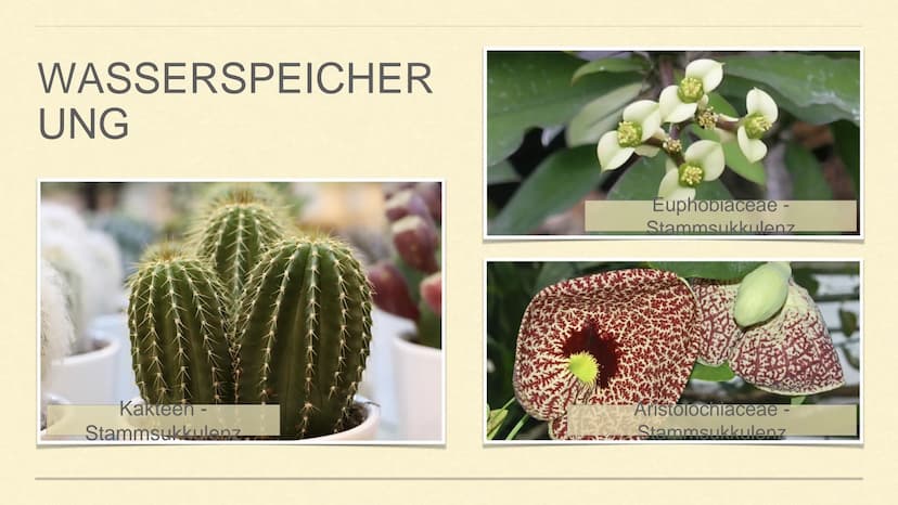 METAMORPHOSE DER SPROSSACHSE
1 GLIEDERUNG
1. Sprossachse
2. Was ist Metamorphose?
3. Was ist Metamorphose der
Sprossachse?
4. Funktion und A