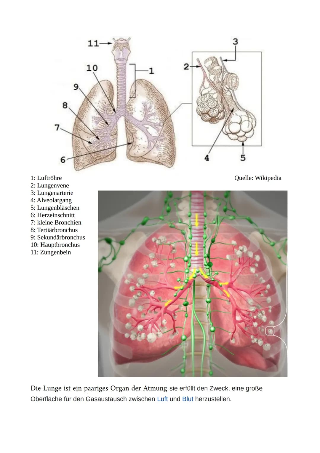 8
7.
1: Luftröhre
2: Lungenvene
3: Lungenarterie
4: Alveolargang
5: Lungenbläschen
6: Herzeinschnitt
7: kleine Bronchien
8: Tertiärbronchus
