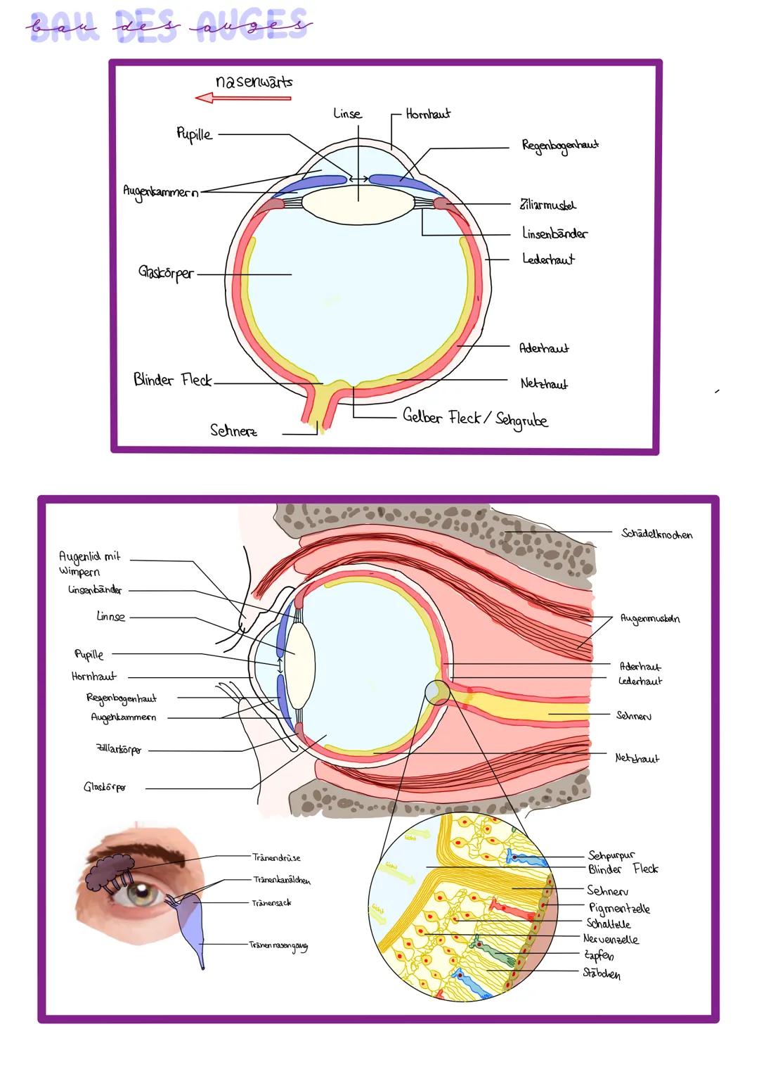 bau des auges
Augenlid mit
Wimpern
Linsenbänder
Augenkammern-
Linnse
Pupille
Hornhaut
Pupille
Glaskörper.
Regenbogenhaut
Augenkammern
Glaskö