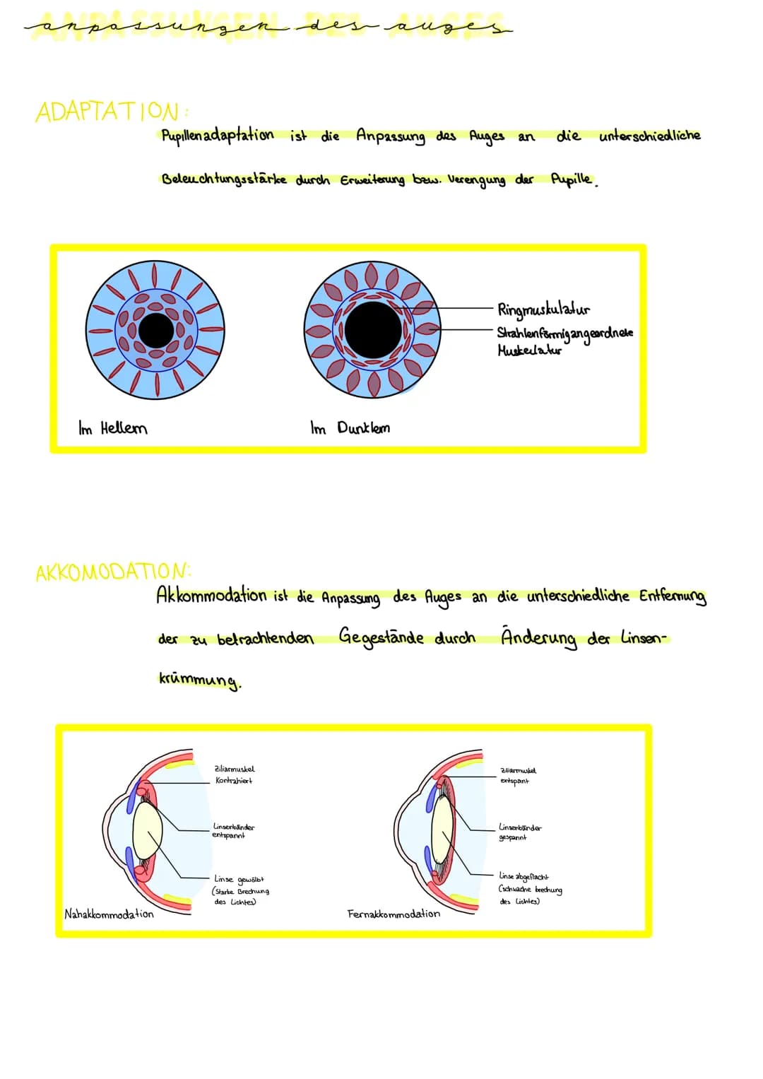 bau des auges
Augenlid mit
Wimpern
Linsenbänder
Augenkammern-
Linnse
Pupille
Hornhaut
Pupille
Glaskörper.
Regenbogenhaut
Augenkammern
Glaskö