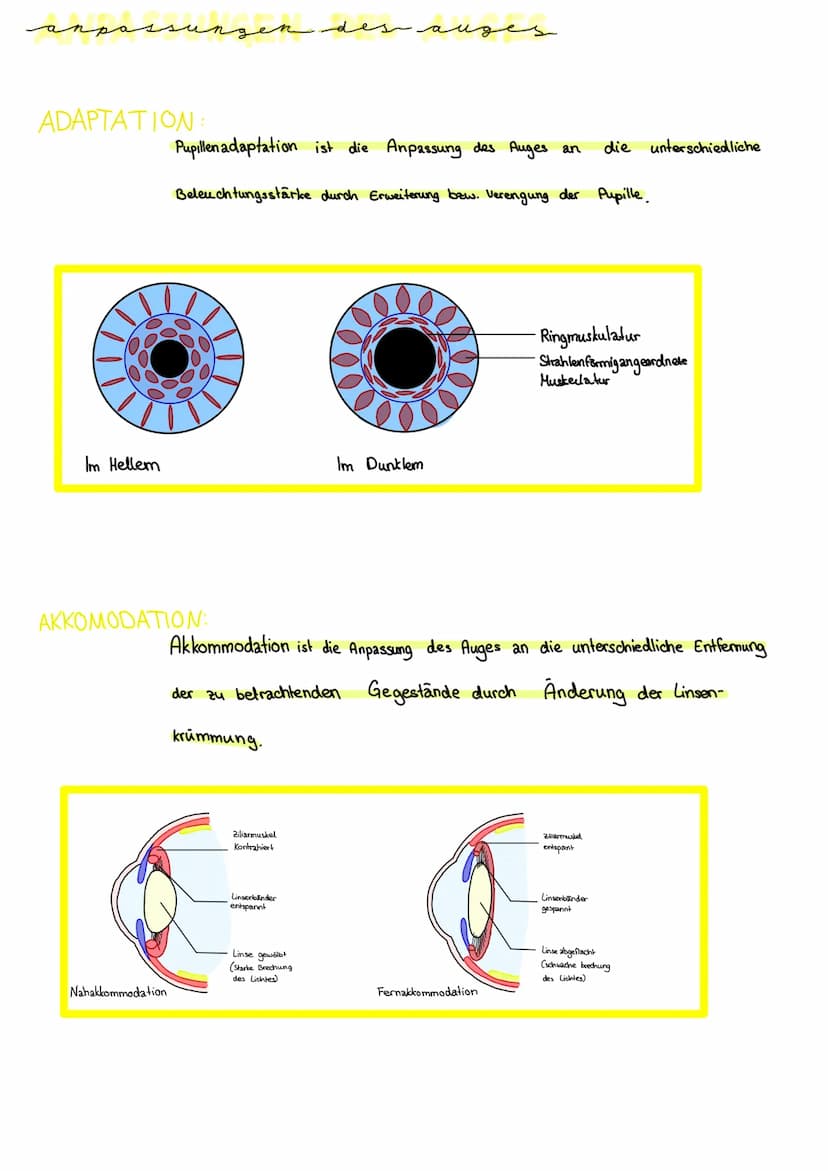 bau des auges
Augenlid mit
Wimpern
Linsenbänder
Augenkammern-
Linnse
Pupille
Hornhaut
Pupille
Glaskörper.
Regenbogenhaut
Augenkammern
Glaskö