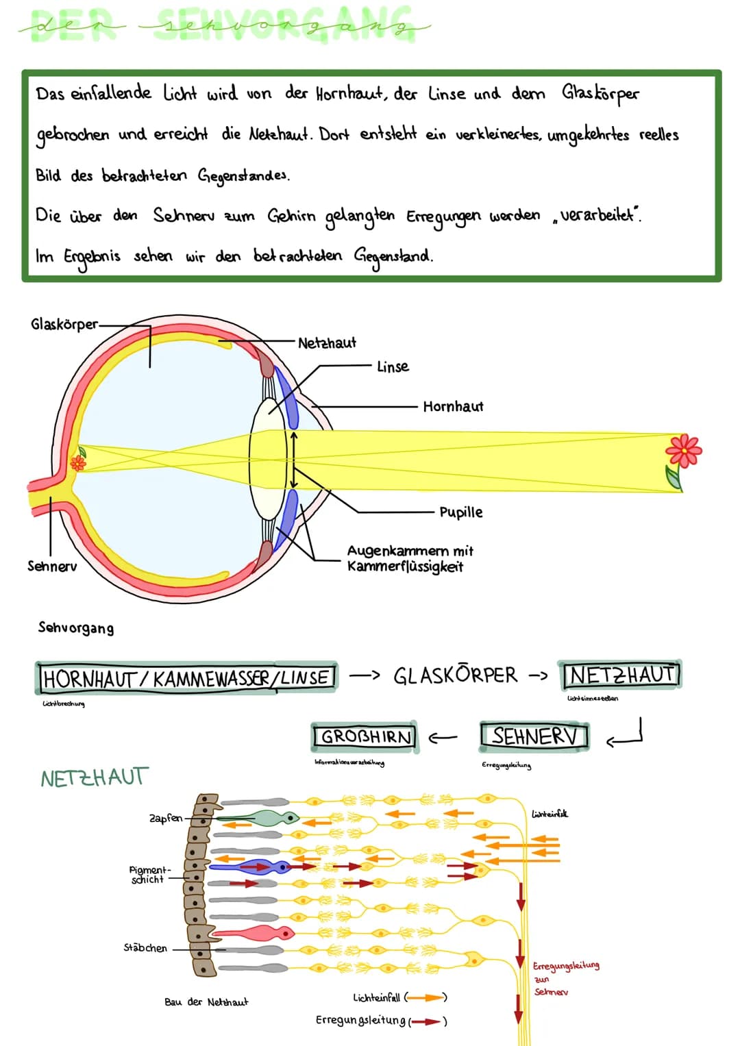 bau des auges
Augenlid mit
Wimpern
Linsenbänder
Augenkammern-
Linnse
Pupille
Hornhaut
Pupille
Glaskörper.
Regenbogenhaut
Augenkammern
Glaskö