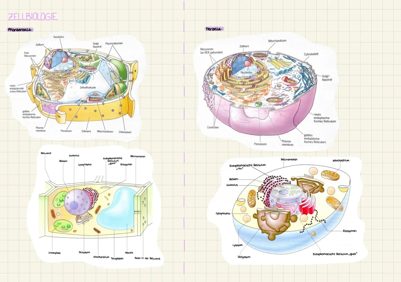 # ZELLBIOLOGIE

zellorganellen:

Das Dictyosom:-Durchmesser von 3μm

-besteht aus übereinandergestapelten, Aachen und durch

Membranen aloge