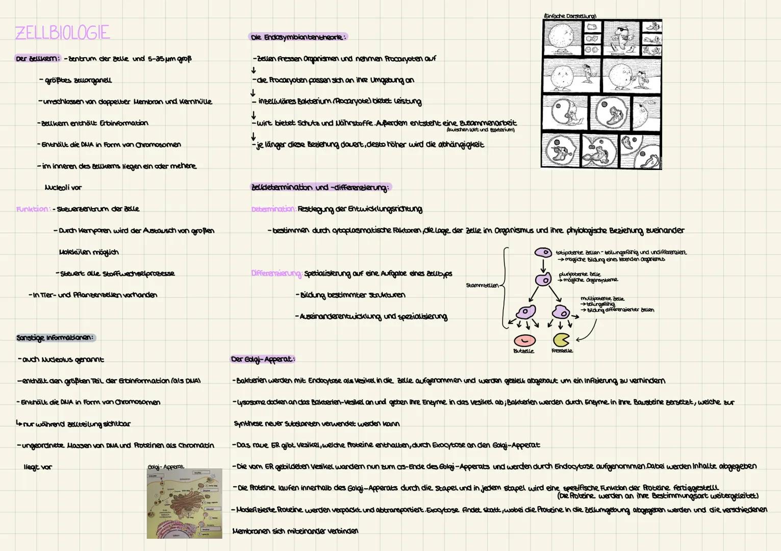 # ZELLBIOLOGIE

zellorganellen:

Das Dictyosom:-Durchmesser von 3μm

-besteht aus übereinandergestapelten, Aachen und durch

Membranen aloge