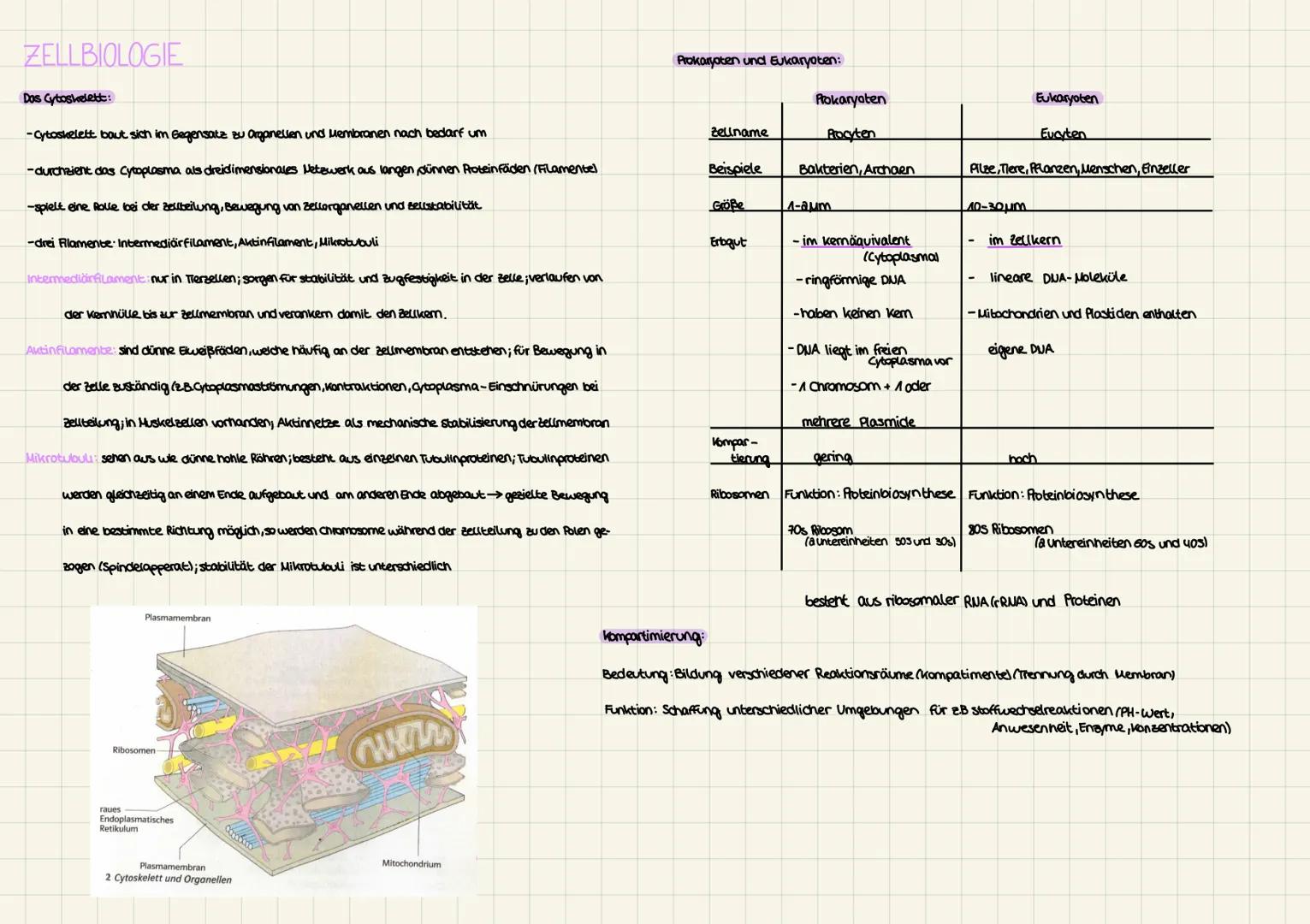 # ZELLBIOLOGIE

zellorganellen:

Das Dictyosom:-Durchmesser von 3μm

-besteht aus übereinandergestapelten, Aachen und durch

Membranen aloge
