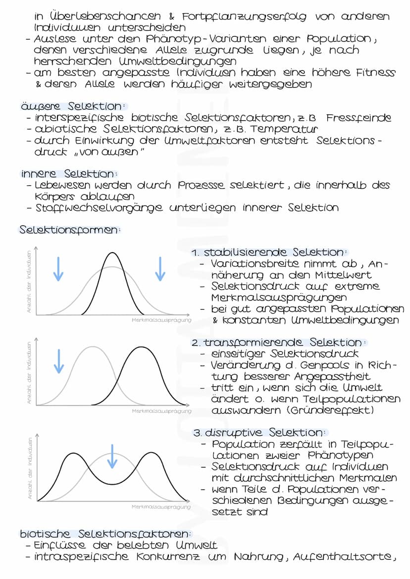 Evolutionsfaktoren
MUTATIONEN
- zufällige & ungerichtete Änderungen der genetischen Informa-
tionen einer Zelle
- entstehen spontan oder dur