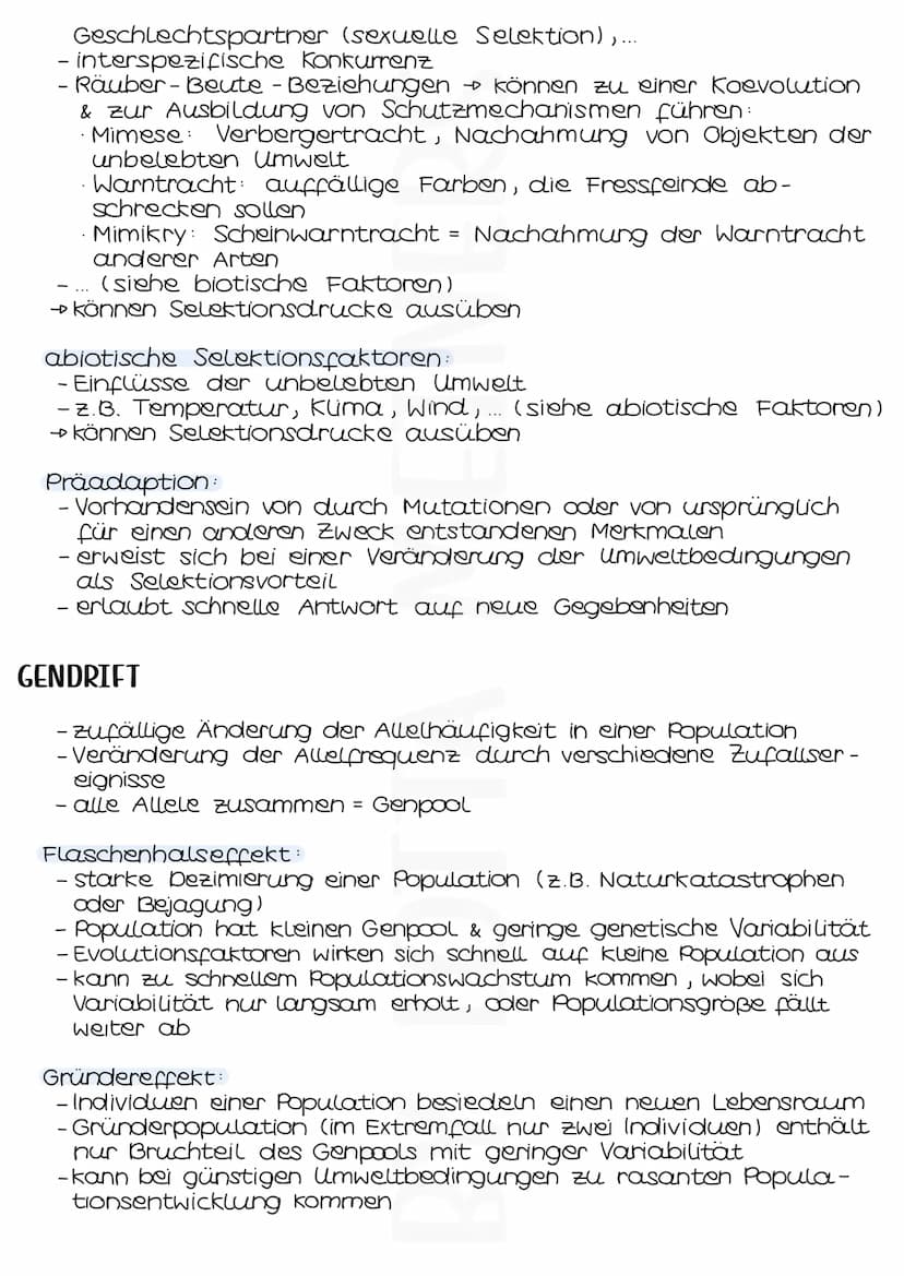 Evolutionsfaktoren
MUTATIONEN
- zufällige & ungerichtete Änderungen der genetischen Informa-
tionen einer Zelle
- entstehen spontan oder dur