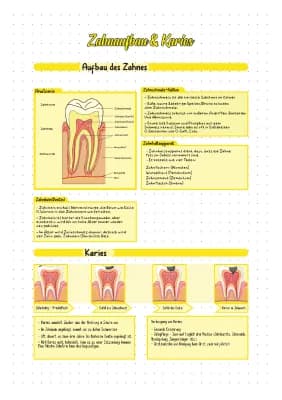 Know Zähne - Zahnaufbau, Karies und Zahnschema thumbnail