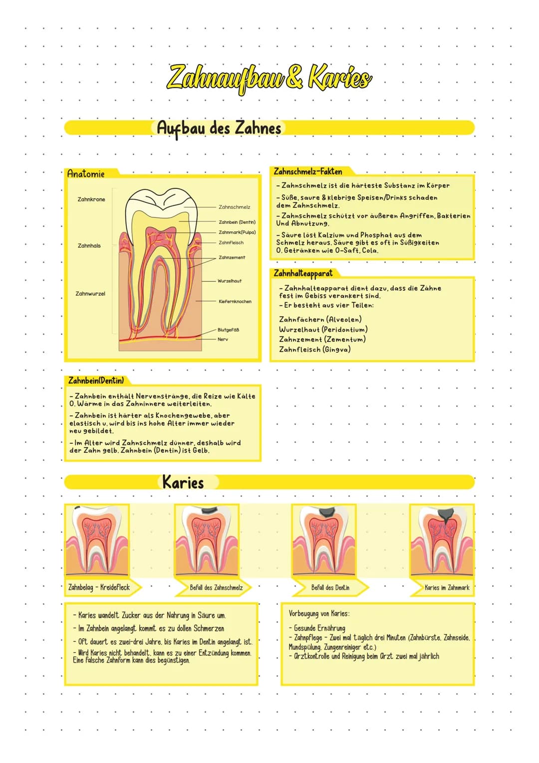 Anatomie
Zahnkrone
Zahnhals
Zahnwurzel
Zahnaufbau & Karies
Aufbau des Zahnes
Zahnschmelz
Zahnbein (Dentin)
Zahnbelag - Kreidefleck
Zahnmark(