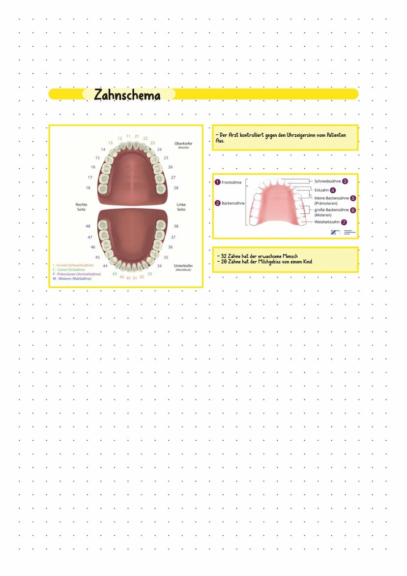 Anatomie
Zahnkrone
Zahnhals
Zahnwurzel
Zahnaufbau & Karies
Aufbau des Zahnes
Zahnschmelz
Zahnbein (Dentin)
Zahnbelag - Kreidefleck
Zahnmark(
