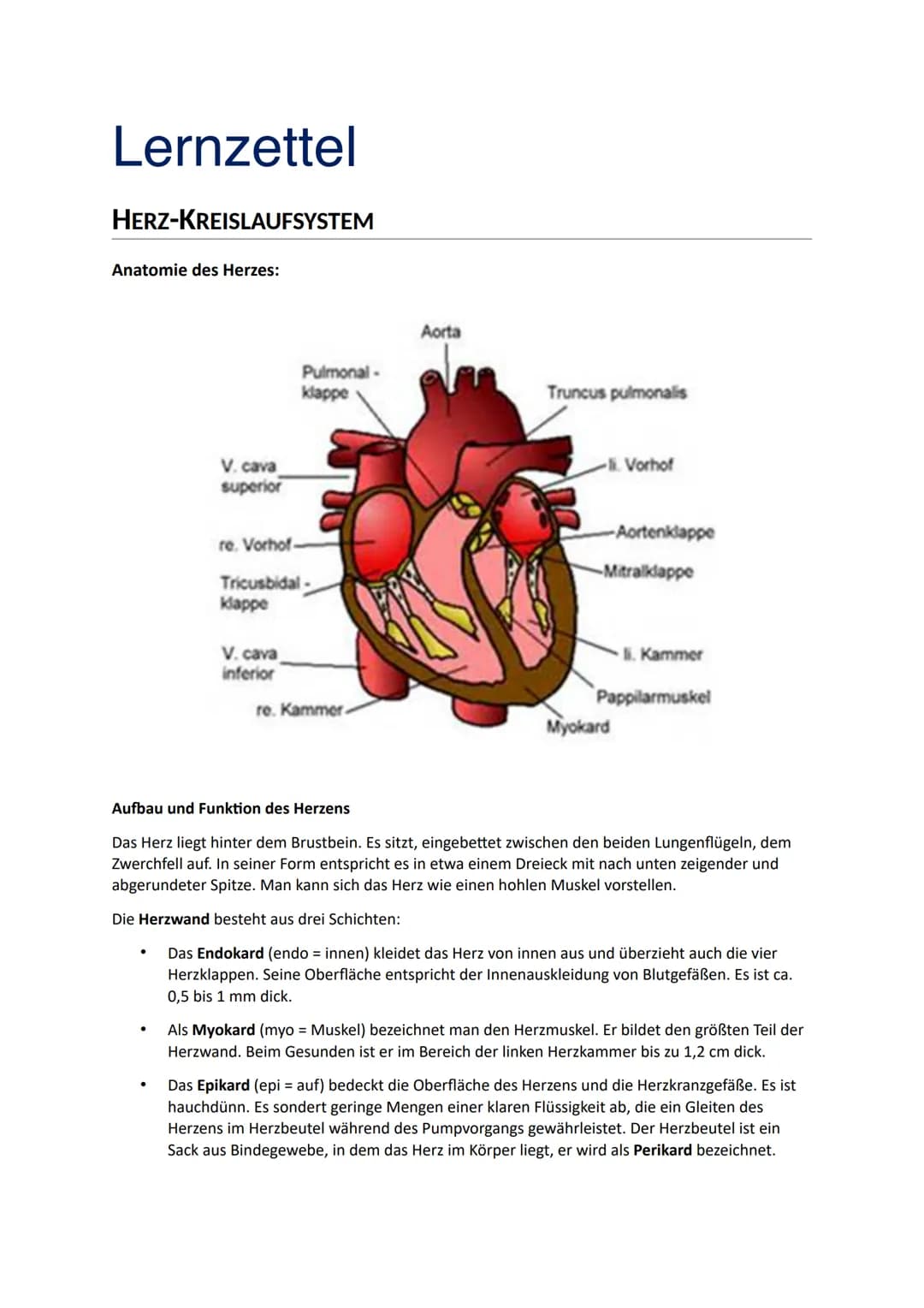 Lernzettel
HERZ-KREISLAUFSYSTEM
Anatomie des Herzes:
V. cava
superior
●
Pulmonal-
klappe
re. Vorhof-
Tricusbidal-
klappe
V. cava
inferior
re