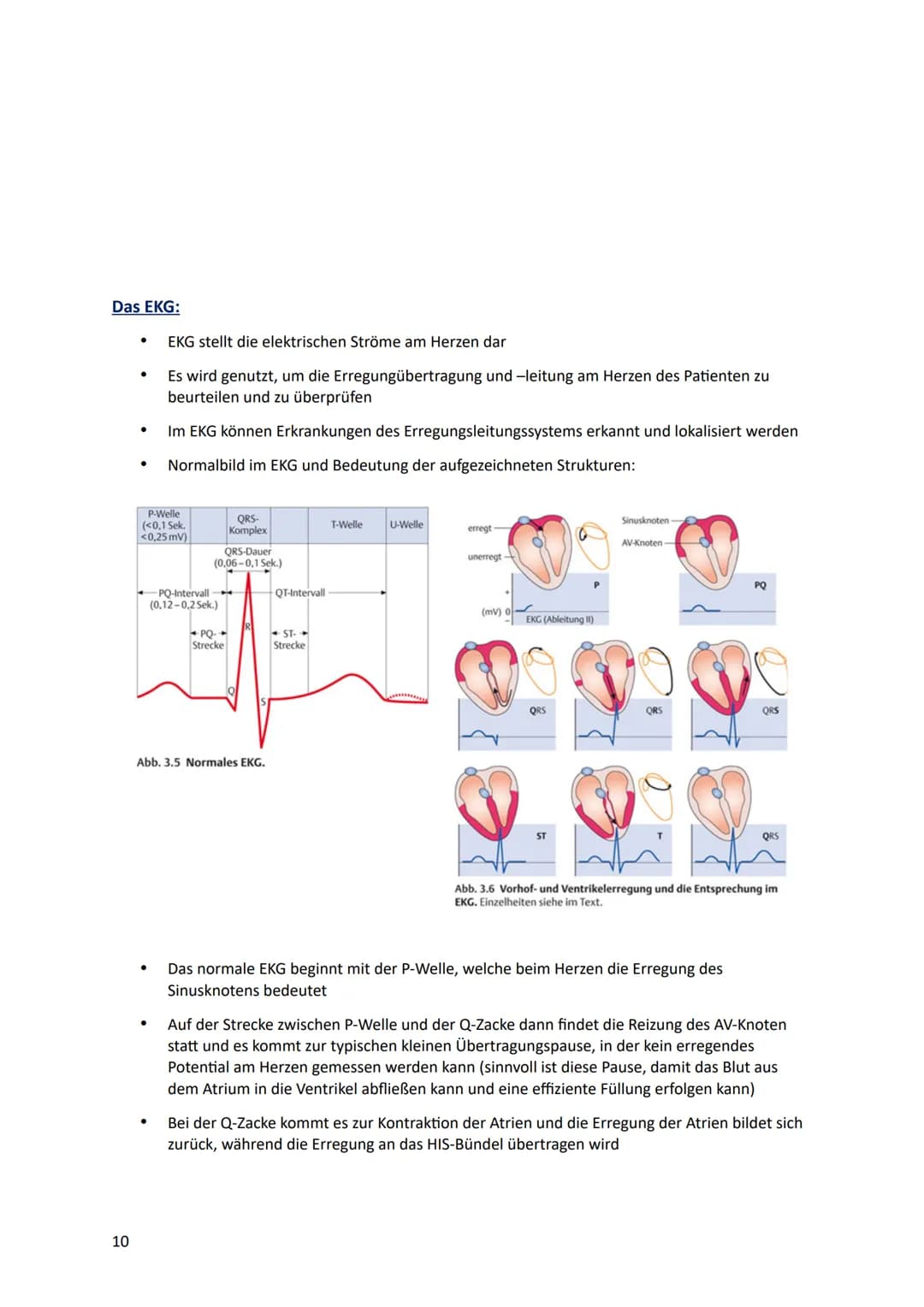 Lernzettel
HERZ-KREISLAUFSYSTEM
Anatomie des Herzes:
V. cava
superior
●
Pulmonal-
klappe
re. Vorhof-
Tricusbidal-
klappe
V. cava
inferior
re