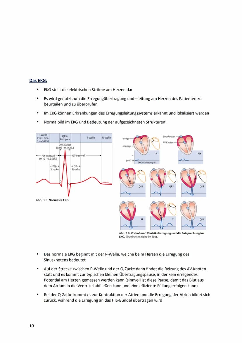 Lernzettel
HERZ-KREISLAUFSYSTEM
Anatomie des Herzes:
V. cava
superior
●
Pulmonal-
klappe
re. Vorhof-
Tricusbidal-
klappe
V. cava
inferior
re