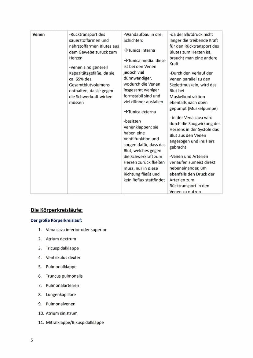 Lernzettel
HERZ-KREISLAUFSYSTEM
Anatomie des Herzes:
V. cava
superior
●
Pulmonal-
klappe
re. Vorhof-
Tricusbidal-
klappe
V. cava
inferior
re