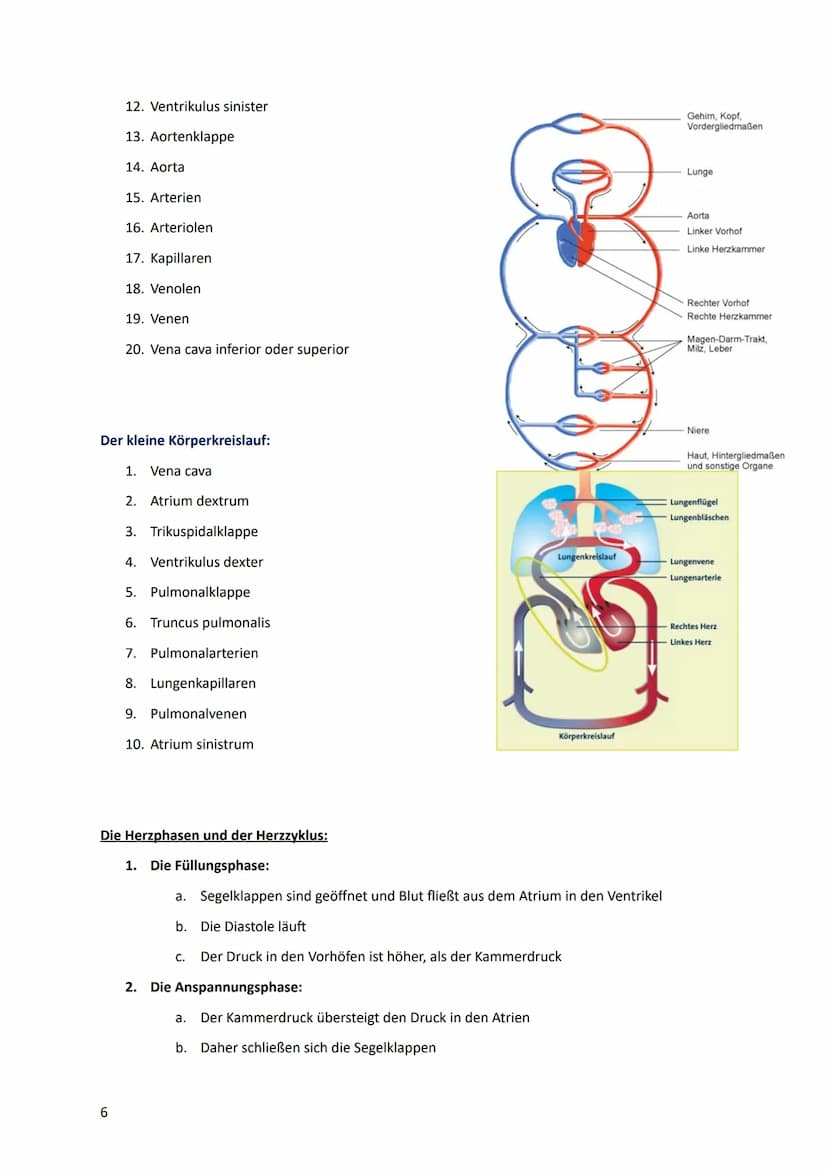 Lernzettel
HERZ-KREISLAUFSYSTEM
Anatomie des Herzes:
V. cava
superior
●
Pulmonal-
klappe
re. Vorhof-
Tricusbidal-
klappe
V. cava
inferior
re