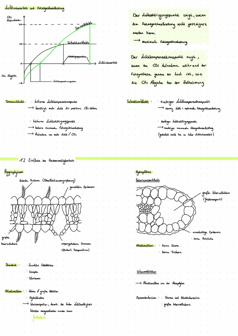 1. Blattquerschnitt
(mesophyt)
Sonnenblatt.
Blaklader
Schattenblatt
ه ململة
1.1 Sonnen- und Schattenblatt
D
dicke Kukikula
mehrschichtig
dic