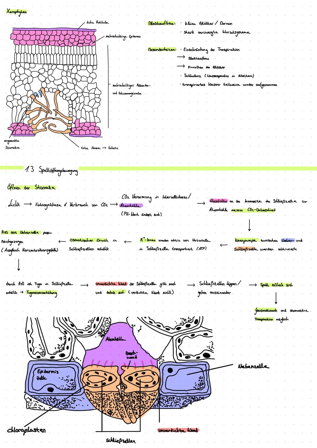 1. Blattquerschnitt
(mesophyt)
Sonnenblatt.
Blaklader
Schattenblatt
ه ململة
1.1 Sonnen- und Schattenblatt
D
dicke Kukikula
mehrschichtig
dic