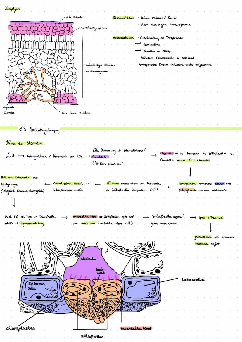 1. Blattquerschnitt
(mesophyt)
Sonnenblatt.
Blaklader
Schattenblatt
ه ململة
1.1 Sonnen- und Schattenblatt
D
dicke Kukikula
mehrschichtig
dic