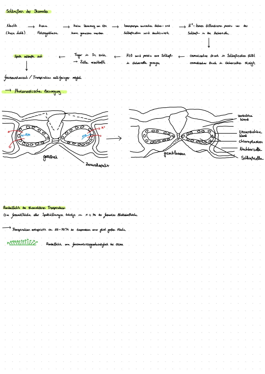 1. Blattquerschnitt
(mesophyt)
Sonnenblatt.
Blaklader
Schattenblatt
ه ململة
1.1 Sonnen- und Schattenblatt
D
dicke Kukikula
mehrschichtig
dic