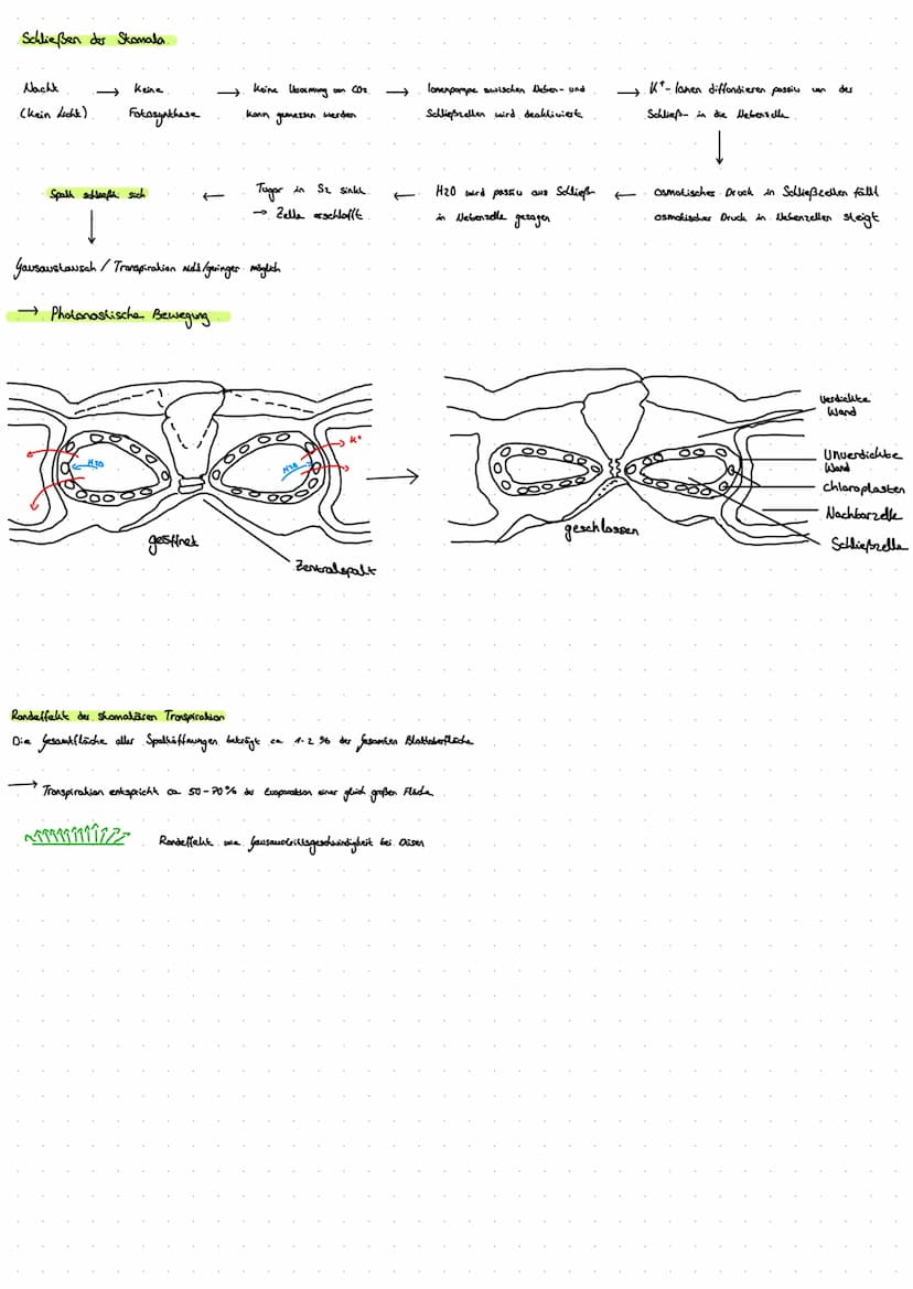 1. Blattquerschnitt
(mesophyt)
Sonnenblatt.
Blaklader
Schattenblatt
ه ململة
1.1 Sonnen- und Schattenblatt
D
dicke Kukikula
mehrschichtig
dic