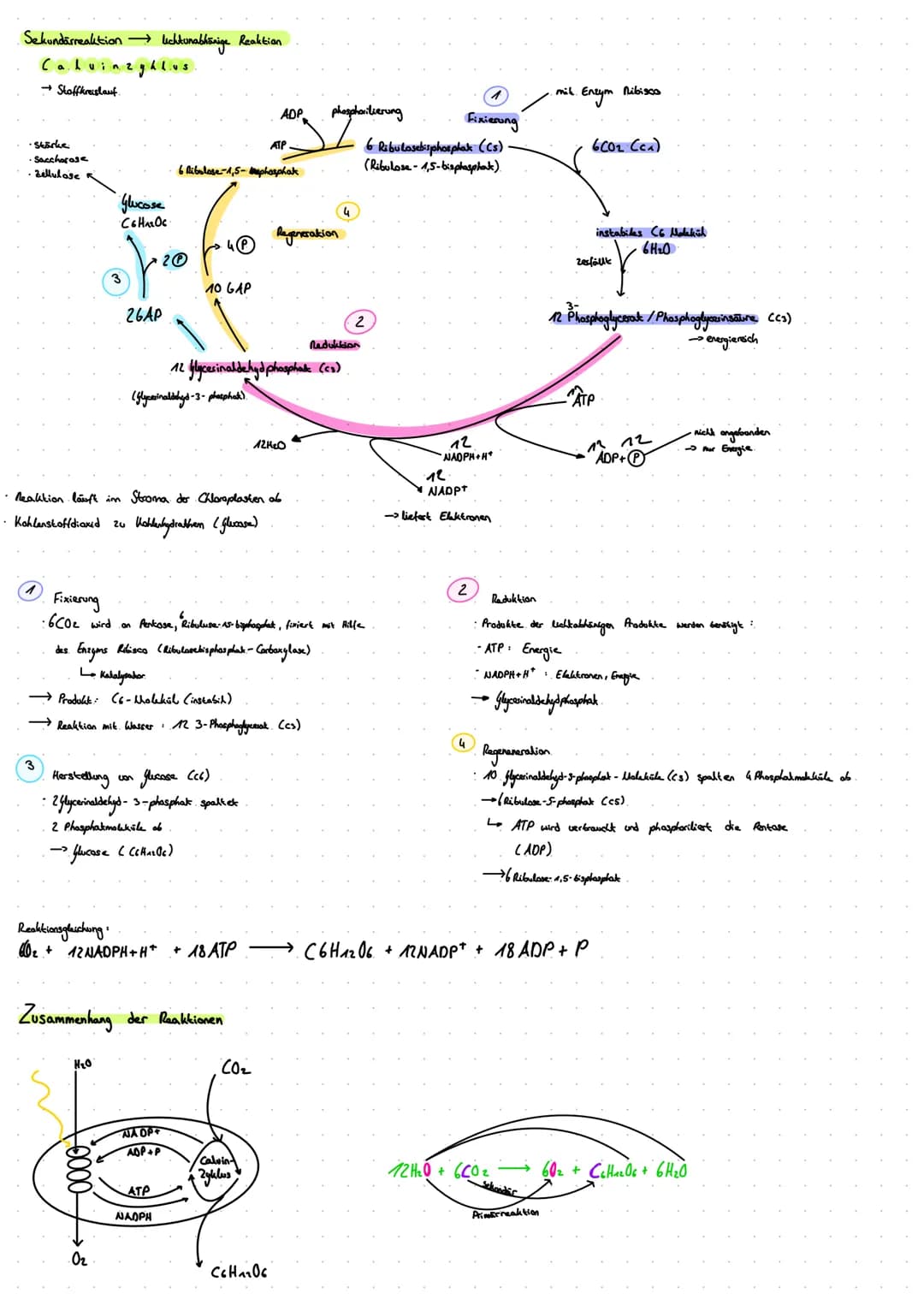 1. Blattquerschnitt
(mesophyt)
Sonnenblatt.
Blaklader
Schattenblatt
ه ململة
1.1 Sonnen- und Schattenblatt
D
dicke Kukikula
mehrschichtig
dic