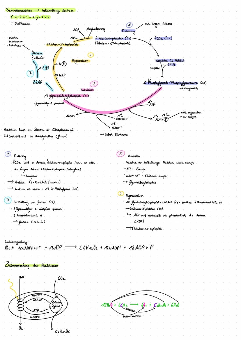 1. Blattquerschnitt
(mesophyt)
Sonnenblatt.
Blaklader
Schattenblatt
ه ململة
1.1 Sonnen- und Schattenblatt
D
dicke Kukikula
mehrschichtig
dic