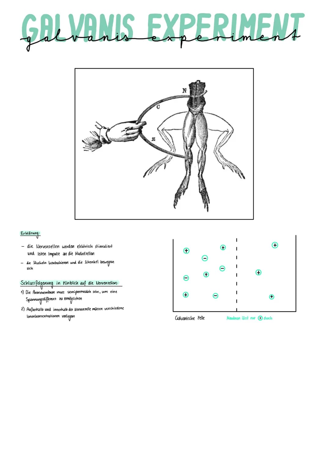 Weuro
biologie NERVENSYSTEM
- meisten Neuronen im Gehirn und im Rückenmark → Pentrale Nervensystem (ZNS)
- alle Nerven, welche die verschied
