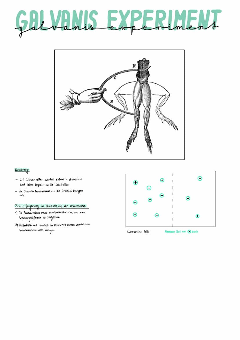 Weuro
biologie NERVENSYSTEM
- meisten Neuronen im Gehirn und im Rückenmark → Pentrale Nervensystem (ZNS)
- alle Nerven, welche die verschied