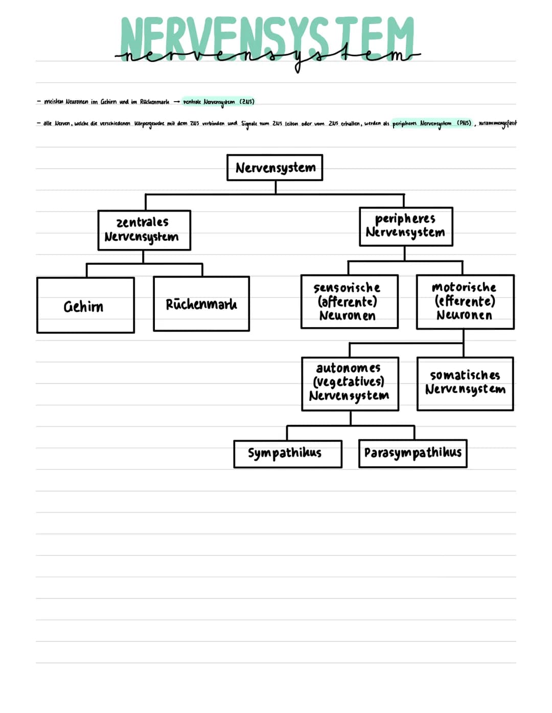 Weuro
biologie NERVENSYSTEM
- meisten Neuronen im Gehirn und im Rückenmark → Pentrale Nervensystem (ZNS)
- alle Nerven, welche die verschied