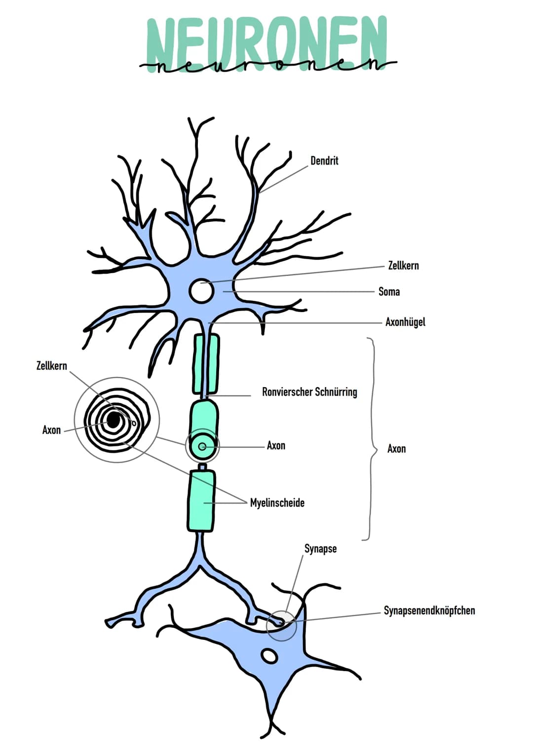 Weuro
biologie NERVENSYSTEM
- meisten Neuronen im Gehirn und im Rückenmark → Pentrale Nervensystem (ZNS)
- alle Nerven, welche die verschied