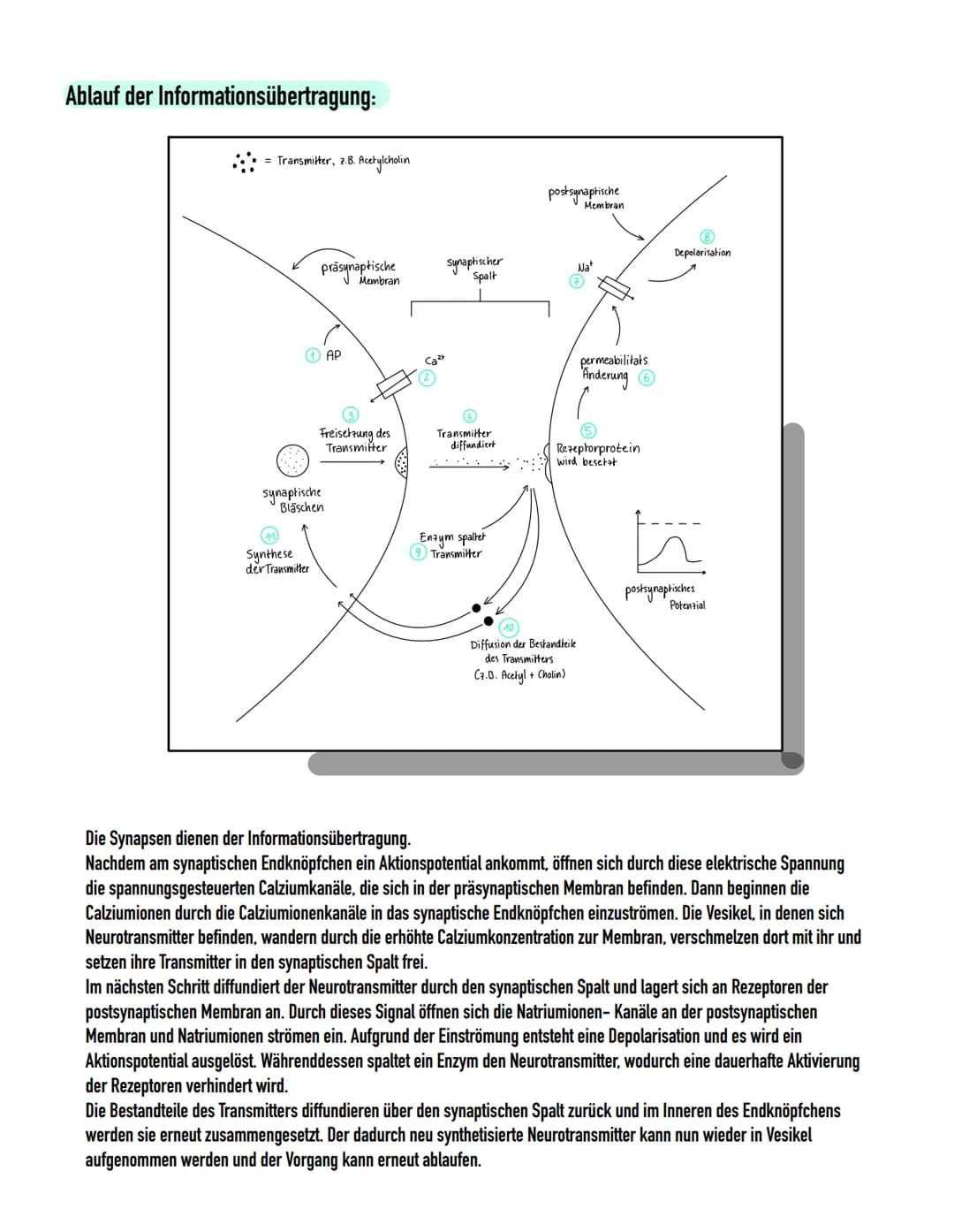 Weuro
biologie NERVENSYSTEM
- meisten Neuronen im Gehirn und im Rückenmark → Pentrale Nervensystem (ZNS)
- alle Nerven, welche die verschied