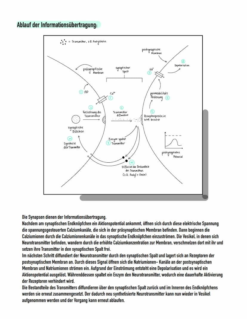 Weuro
biologie NERVENSYSTEM
- meisten Neuronen im Gehirn und im Rückenmark → Pentrale Nervensystem (ZNS)
- alle Nerven, welche die verschied