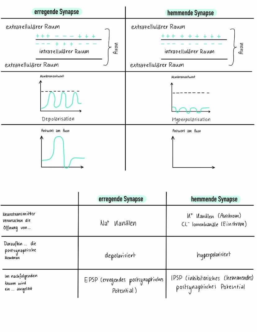 Weuro
biologie NERVENSYSTEM
- meisten Neuronen im Gehirn und im Rückenmark → Pentrale Nervensystem (ZNS)
- alle Nerven, welche die verschied