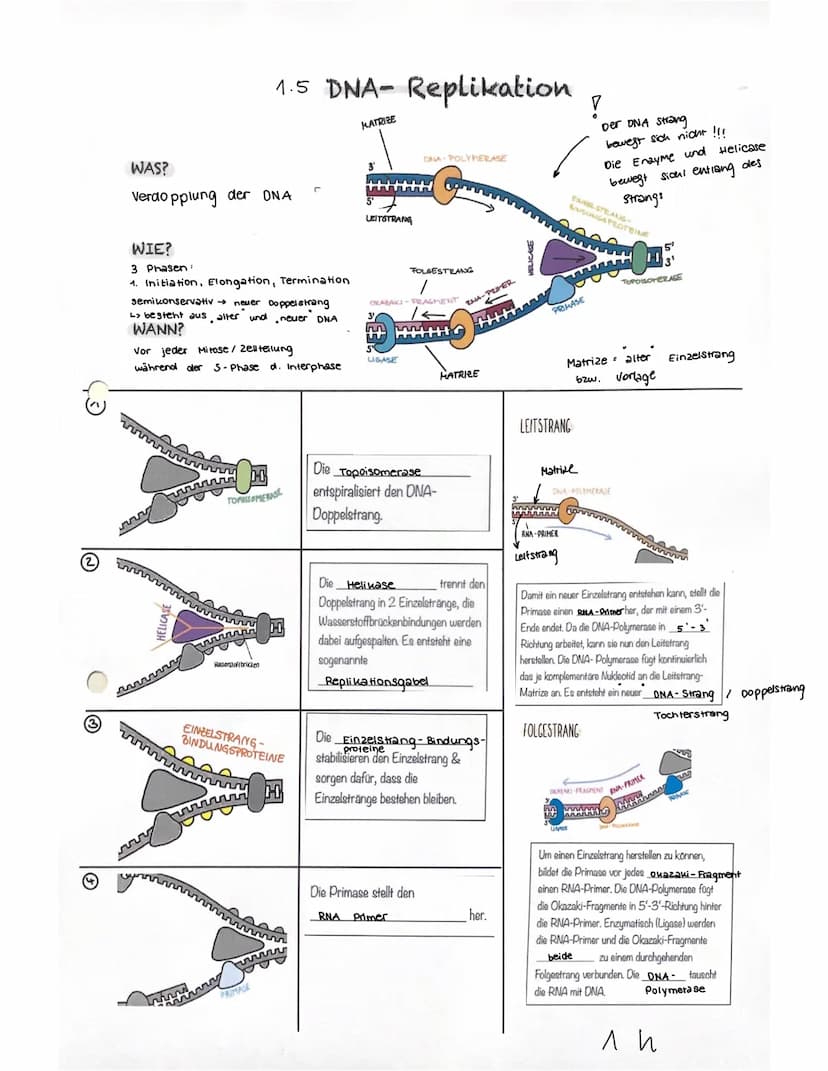 2
1 Endoplasmatisches Reticulum
Kernmembran
Kempore
4 Kernplasma
Chromatin
Kernkörperchen
3
5
Zelluläre Grundlagen der Genetik
6
Zellkern
Zu